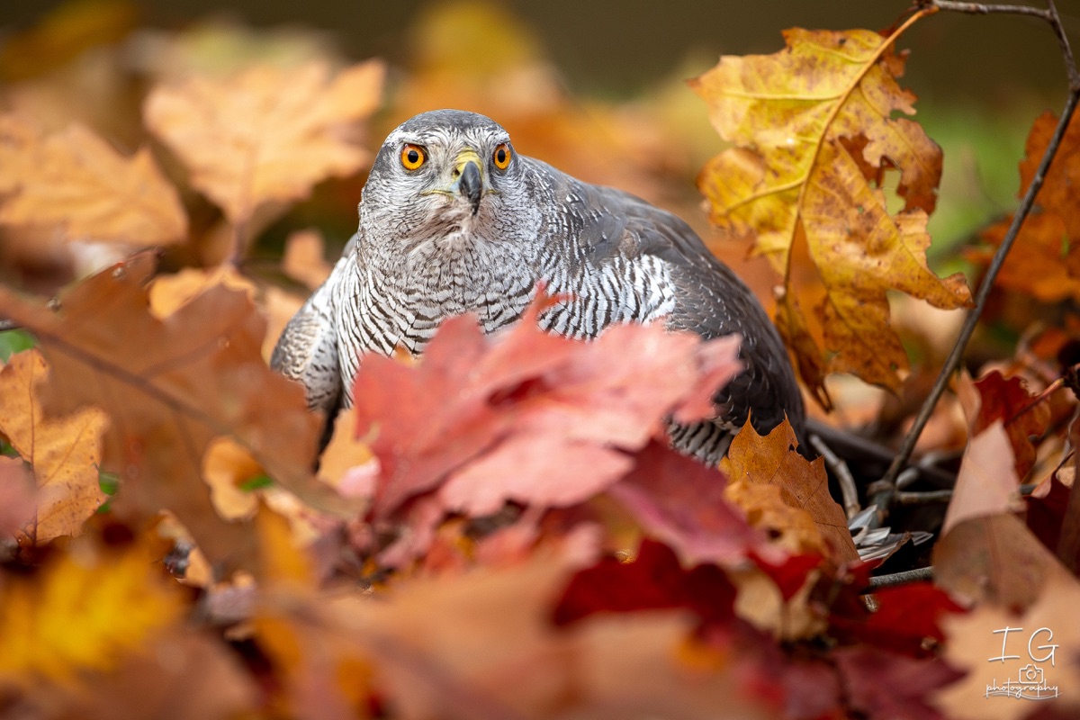 AK6I1462 31 oktober 2021 1501 35